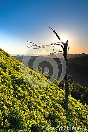 Old damaged red rowen tree at mountain side, awaking Sun Stock Photo