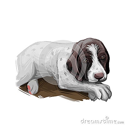 Old Danish pointer puppy purebred dog digital art Stock Photo