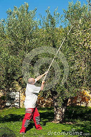 Old days olive harvest Stock Photo