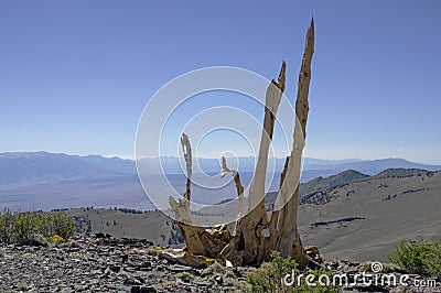 Old Dead Bristlecone Pine Tree Remains Stock Photo