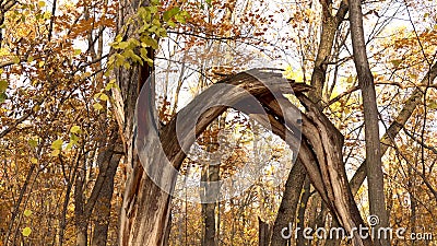 Old dead broken tree stands in the autumn forest. Yellow leaves Stock Photo