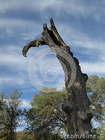 Old Dead Oak Tree Stock Photo