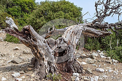 Old dead olive tree. beautiful landscape with a dead old dead olive tree in the foreground Stock Photo