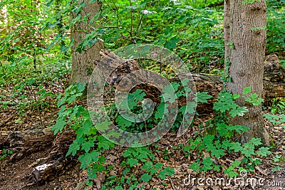 Old dead tree trunk fallen among trees, undergrowth and abundant vegetation with green foliage in the forest Stock Photo