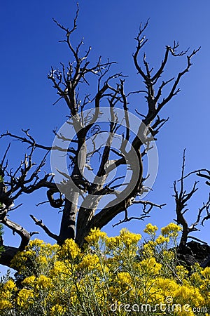 Old Dead Tree with Yellow Sage Blossoms Blue Sky Craters of the Moon Stock Photo