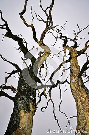 Dry trees nature disaster Stock Photo