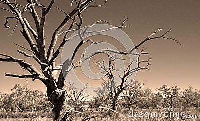 Old dead trees in the drought Stock Photo