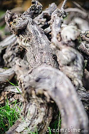 Old dead vines in gathered deadwood Stock Photo