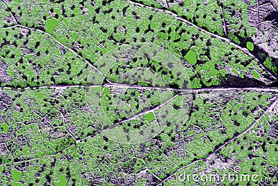 Old decomposed leaf with ribs and veins Stock Photo