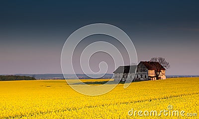 Old devastated building on canola field Stock Photo