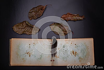An old diary with stained pages and a small bird& x27;s feather. Notebook on a dark table and dry leaves from a tree Stock Photo