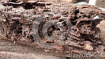 Old and dilapidated wood piles that have been destroyed by termites and moths, Stock Photo