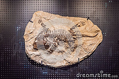 Old dinosaur skeleton on a black background. Tyrannosaurus Rex skeleton Editorial Stock Photo