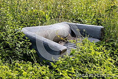 old dirty discarded sofa surrounded by wild plants Stock Photo