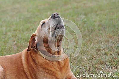 Old dog howling Stock Photo