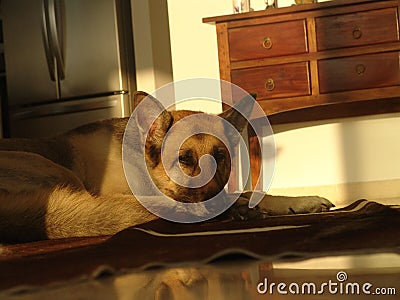 Old dog laying down, tired on the floor in a living room in front of a fridge on a rug Stock Photo