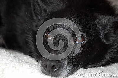 Old dog`s greying face and cataracts in eyes. Schipperke. Stock Photo