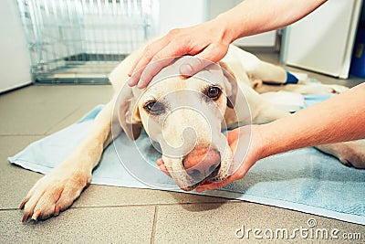 Old dog in veterinary clinic Stock Photo