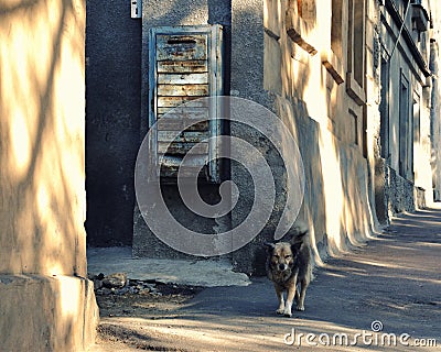 An old dog walks along an old street, an old mailbox hangs on an old house Stock Photo