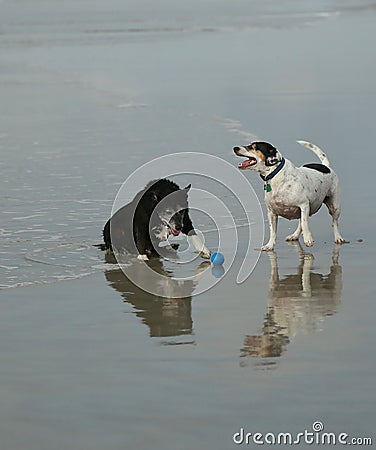Old Dogs Reflection Stock Photo