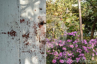 An old door and a bush of beautiful flowers Stock Photo