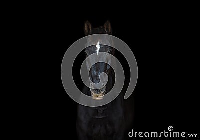 Old dressage horse on black background Stock Photo