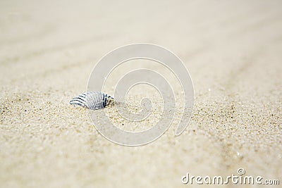 Old dried calcified seashell in beach sand Stock Photo