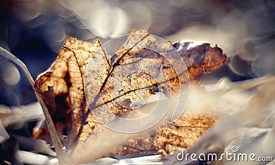 Old dried-up fragmentary leaf close up. Stock Photo