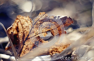 Old dried-up fragmentary leaf close up. Stock Photo