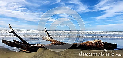 an old driftwood laying on the sand in front of the ocean Stock Photo