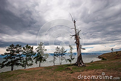An old dry tree stands on the sandy shore of Lake Baikal with several more green trees. Closeup. Birds fly seagulls. Stock Photo