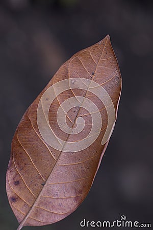 The old dryed leaf Stock Photo