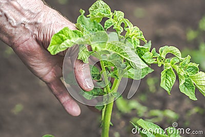 Old elderly man hand taking care of potato bush. Gardening concept Stock Photo