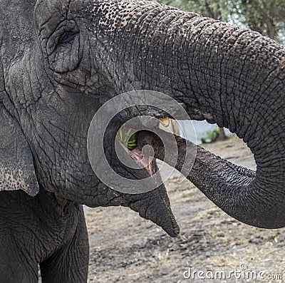 Old elephant eat water melone with trunk Stock Photo
