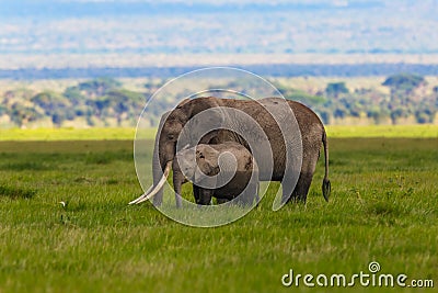 Old Elephant mother with calf Stock Photo