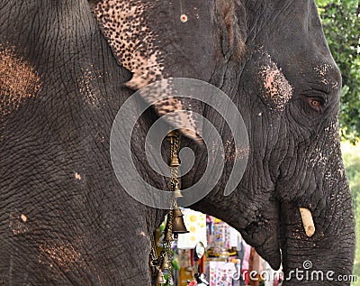 Old elephant parading in the streets of Pondicherry Stock Photo