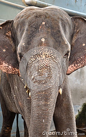 Portrait of an old elephant in the street Stock Photo