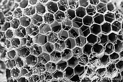 Old empty dirty dusty wasp nest as vintage dangerous hexagon pat Stock Photo