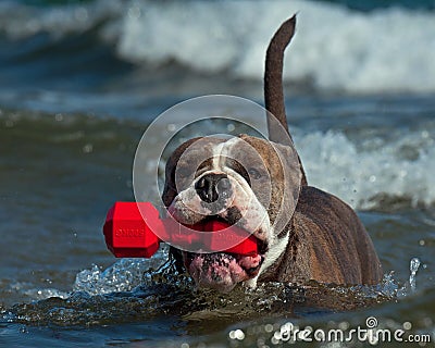 A dog swims with her toy in a wavy sea Stock Photo