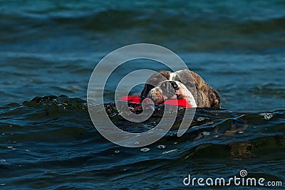 A dog swims with her toy in a wavy sea Stock Photo