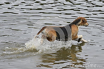 An Old English Foxhounds cooling off in a lake. Stock Photo