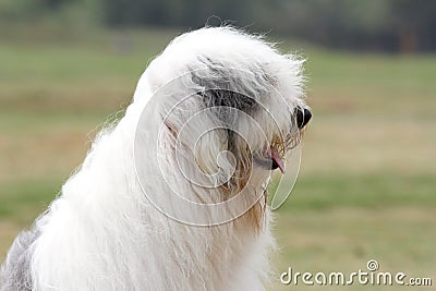 Old english sheepdog Stock Photo