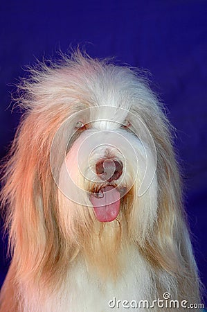 Old English Sheepdog Stock Photo