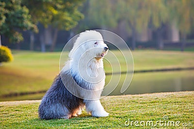 Old english sheepdog Stock Photo