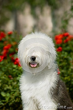 Old English Sheepdog Stock Photo