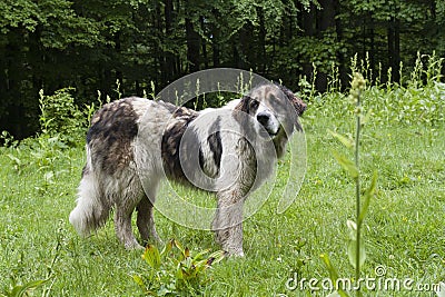 Old English Sheepdog photo portrait cute mammal dog. Stock Photo