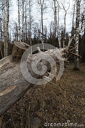Old fallen decayed dry tree in the forest with birch trees in the background - Veczemju Klintis, Latvia - April 13, 2019 Stock Photo