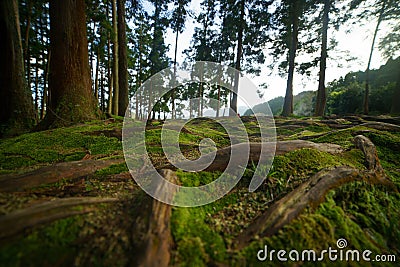 Old fallen mossy tree, foliage, roots and mysterious shine with birds singing Stock Photo