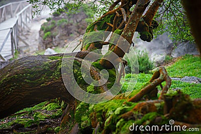 Old fallen mossy tree, foliage, roots and mysterious shine with birds singing Stock Photo