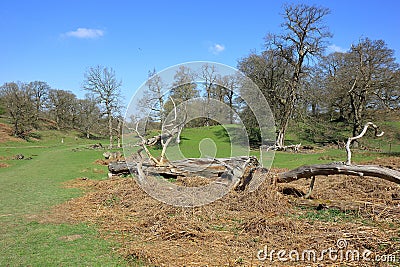 Old fallen trees in the Kent countryside Stock Photo